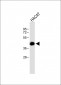 MARCO Antibody (N-term)